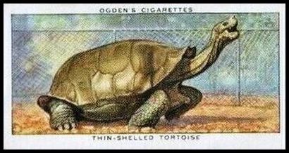 45 Thin shelled Tortoise